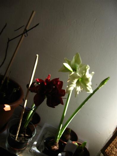 lemon lime 9 - hippeastrum lemon lime