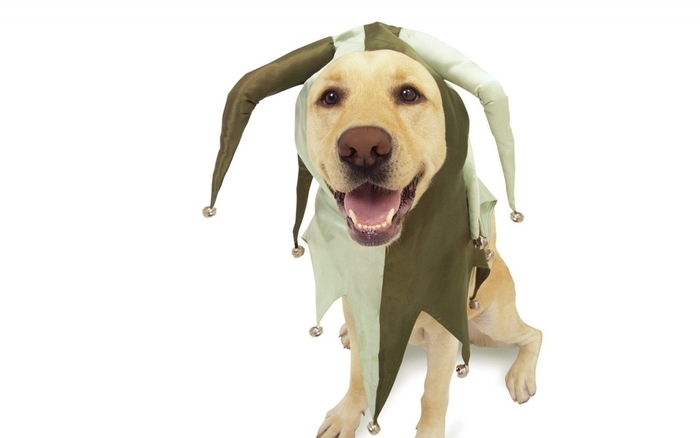 doggy-wallpapers-dogs-1153129_1280_800