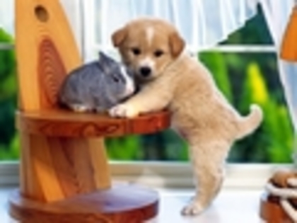 doggy-wallpapers-dogs-1153143_120_90 - Catelusi