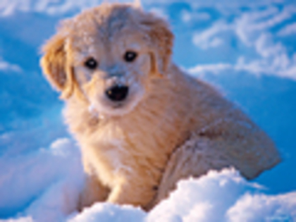 soo-cute-3-dogs-1120735_120_90