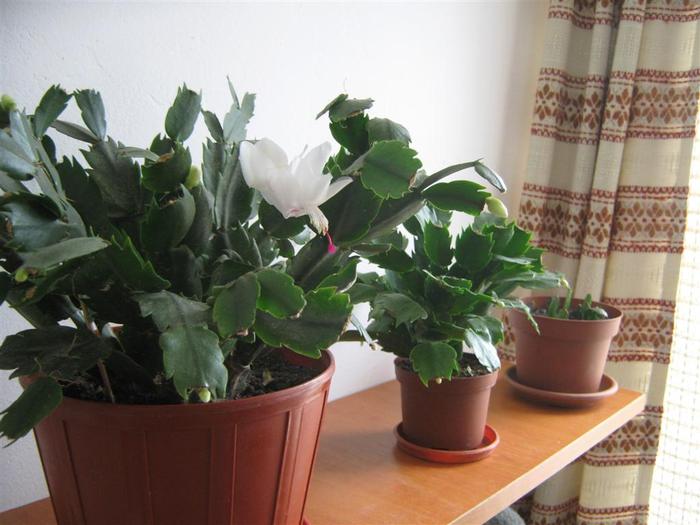 photo 2 - schlumbergera