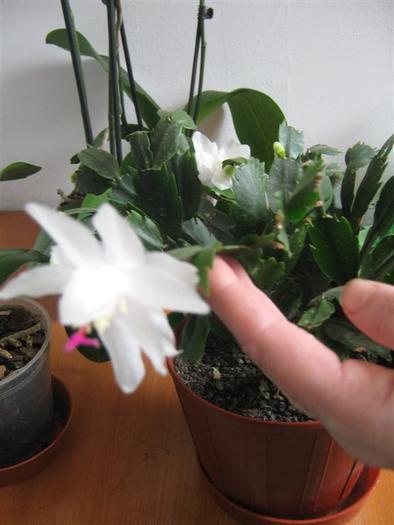 photo 4 - schlumbergera