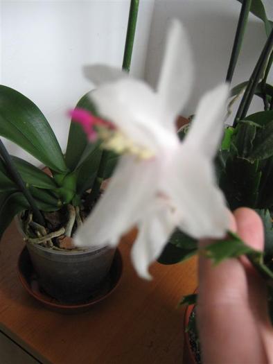 photo 6 - schlumbergera