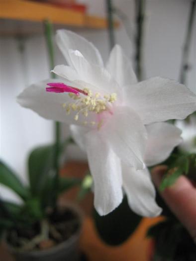 photo 7 - schlumbergera