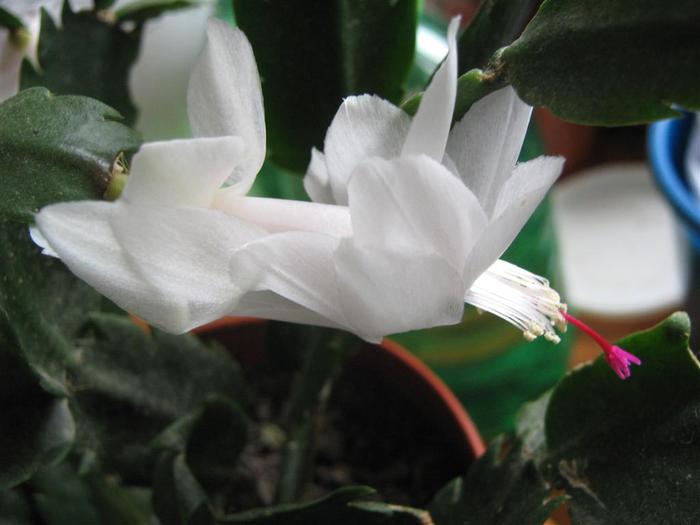 photo 11 - schlumbergera