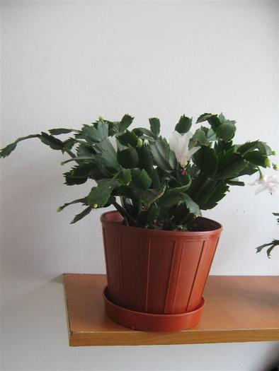 photo 13 - schlumbergera