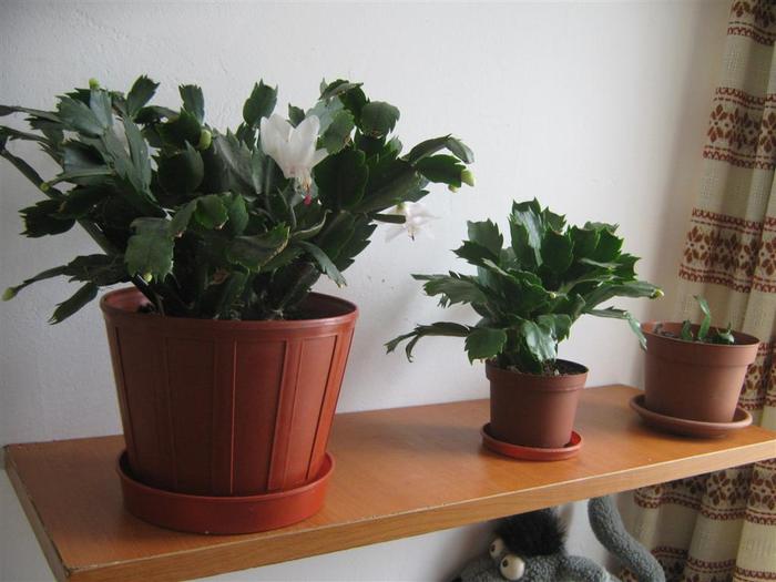 photo 14 - schlumbergera