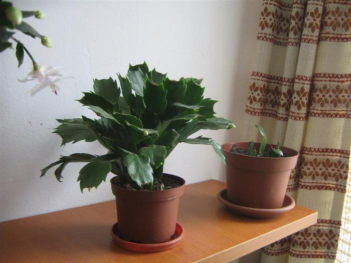 photo 15 - schlumbergera