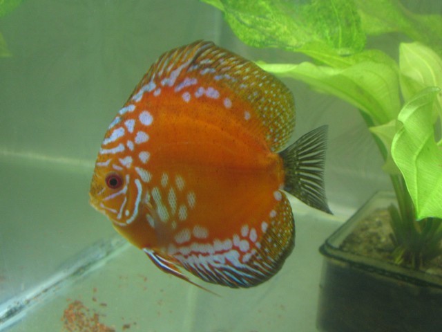 Discus