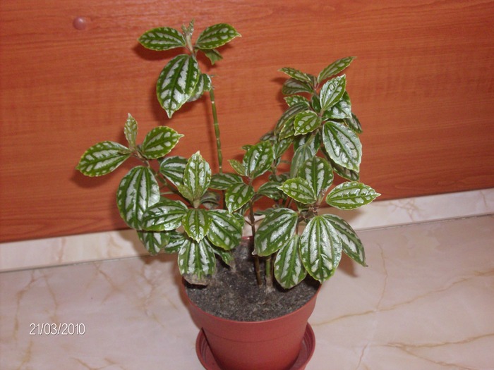 010 pilea