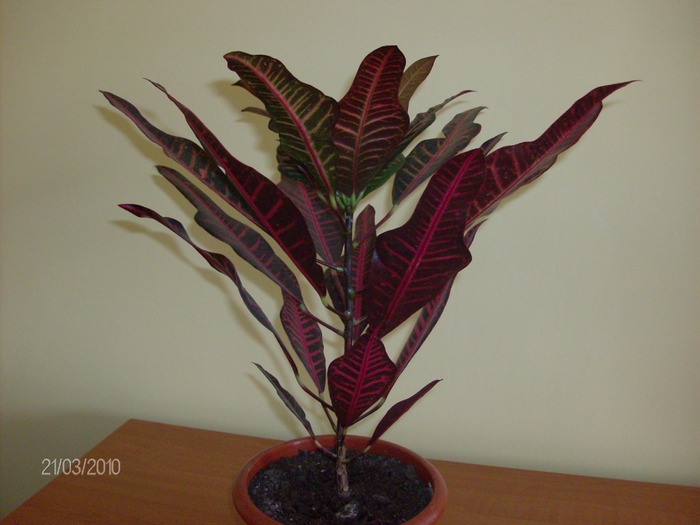 020 croton