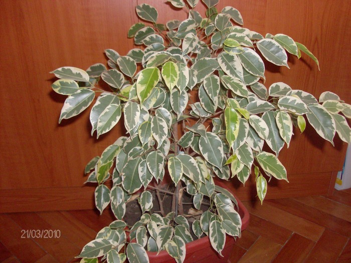 022 ficus benjamin - Florile mele 2010