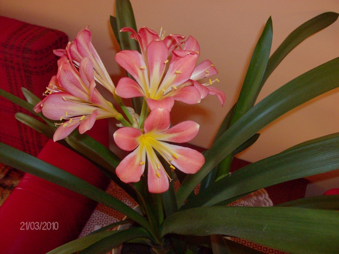 023 clivia