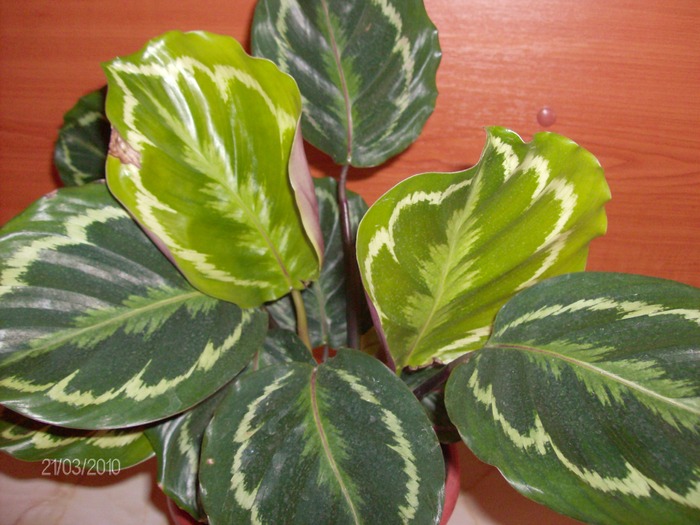 030 calathea - Florile mele 2010