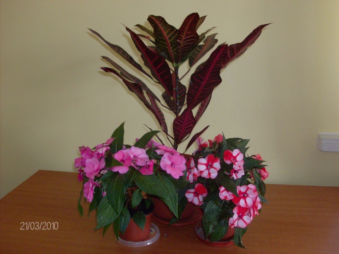 031croton si impatiens