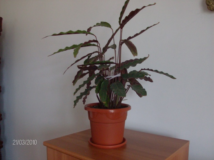 039 calathea - Florile mele 2010