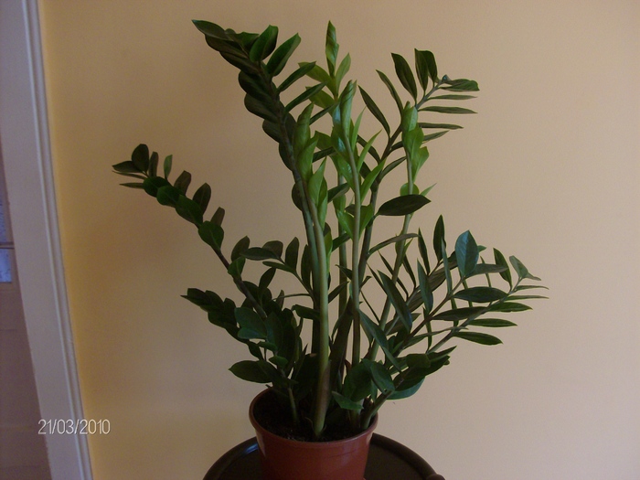 040zamioculcas - Florile mele 2010