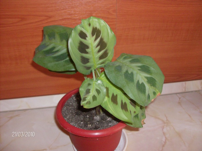 041 calathea - Florile mele 2010