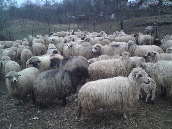 DSC00160 - animale