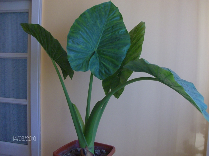 048 alocasia