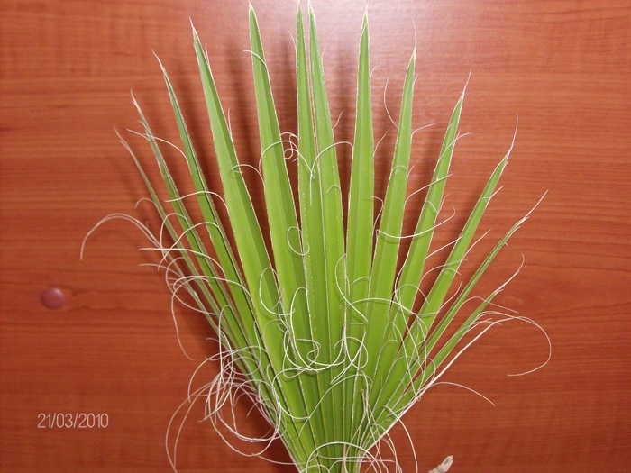 053 washingtonia - Florile mele 2010