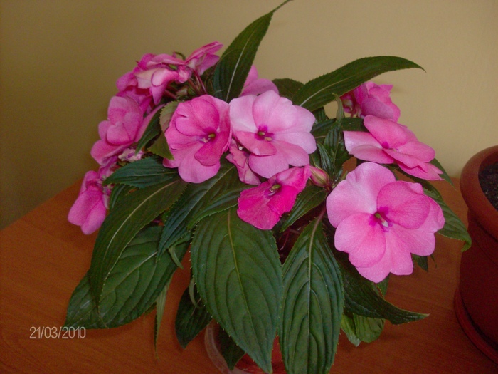 062 impatiens - Florile mele 2010