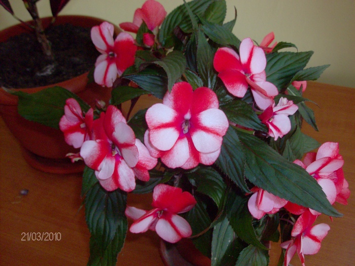 073 impatiens - Florile mele 2010