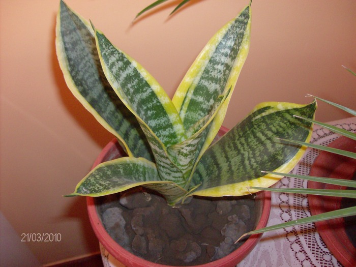 077 sanseveria