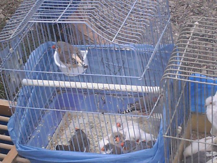 PICT0224 - Targ oradea 21_03_2010