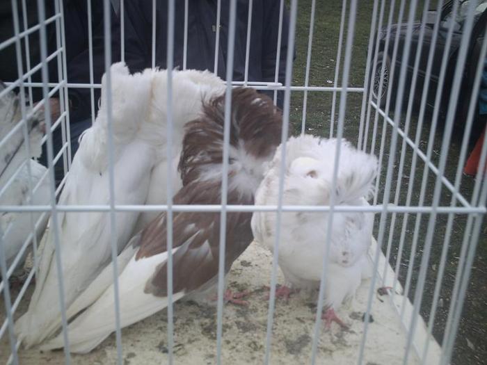 PICT0226 - Targ oradea 21_03_2010