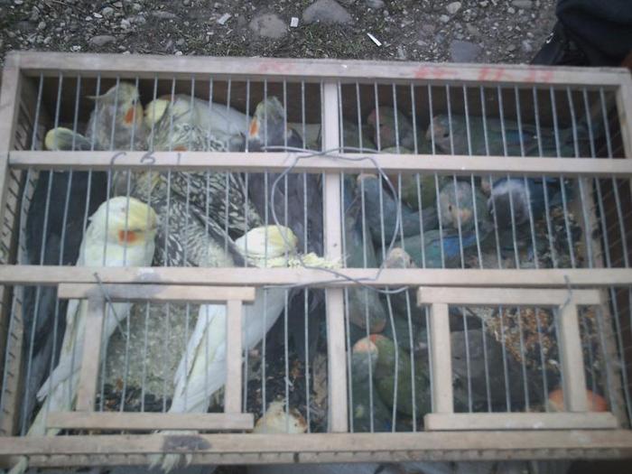 PICT0232 - Targ oradea 21_03_2010