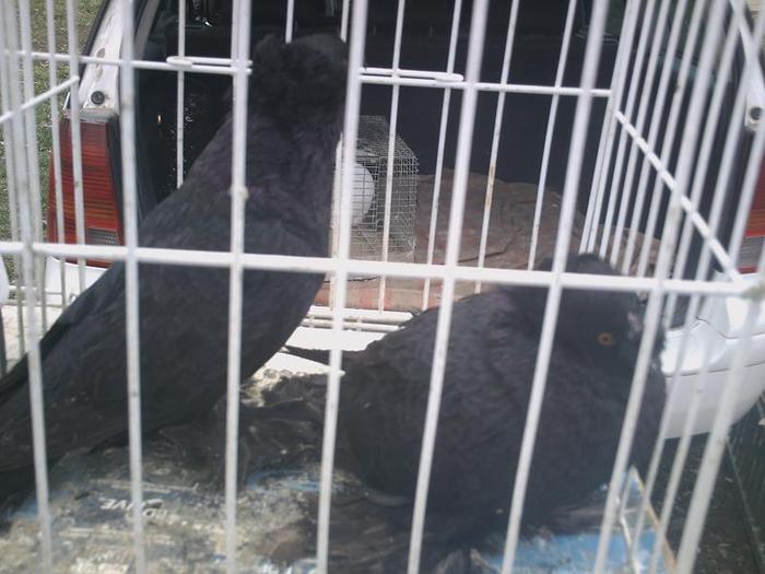 PICT0233 - Targ oradea 21_03_2010