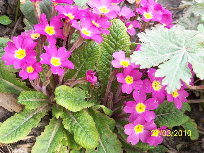 100_2628 - frumusetile primaverii