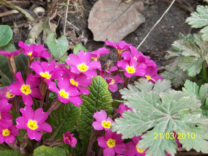 100_2629 - frumusetile primaverii