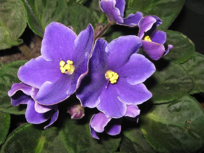 photo 3 - violete de parma