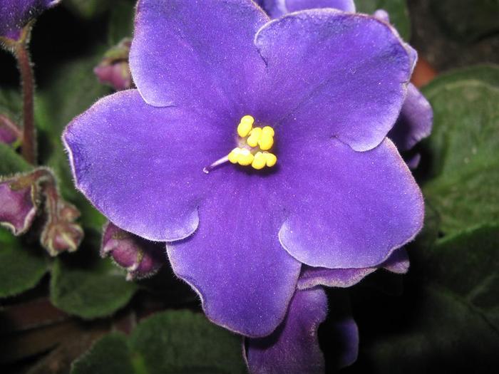 photo 4 - violete de parma