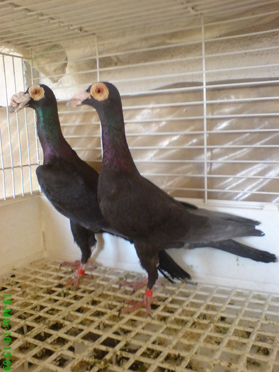 4 - porumbei carieri - 2010