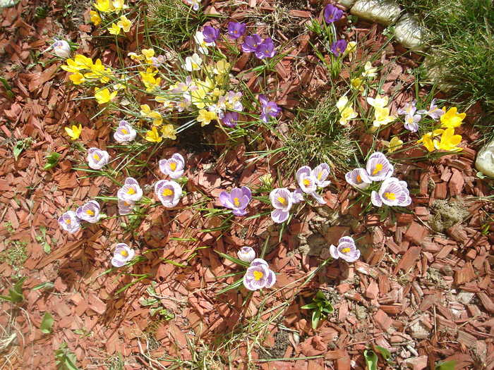 DSC07309 - Primavara 2010