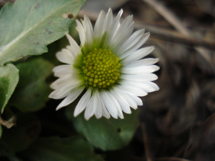 Bellis perennis (2010, March 21) - BELLIS Perennis