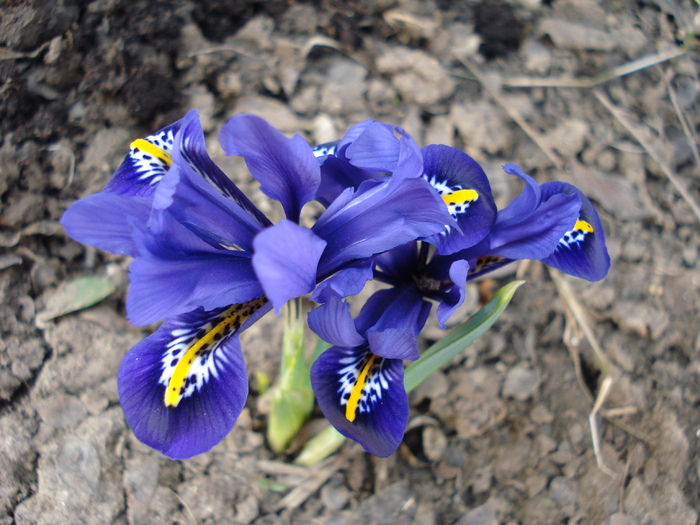 Iris reticulata Harmony (2010, March 21) - Iris reticulata Harmony