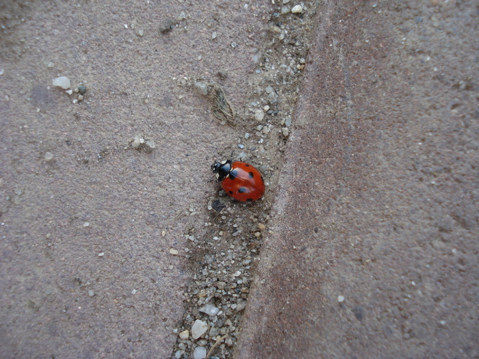 Ladybug_Buburuzica (2009, May 23) - 05 Garden in May