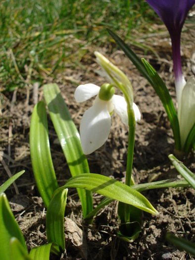 Snowdrop (2010, March 21)