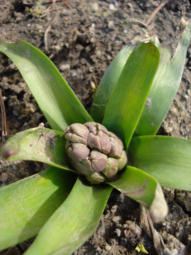 Hyacinthus_Zambila (2010, March 19) - 03 Garden in March