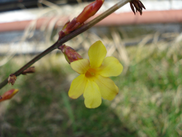 Jasminum nudiflorum (2010, March 21); martie 2010.
