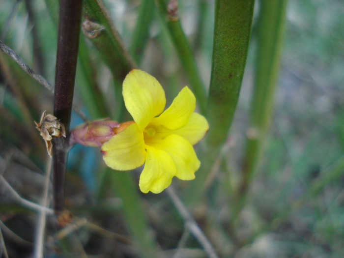 Jasminum nudiflorum (2010, March 21)