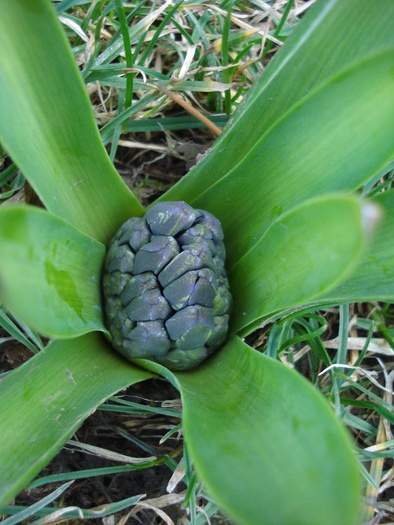 Hyacinthus_Zambila (2010, March 22) - 03 Garden in March