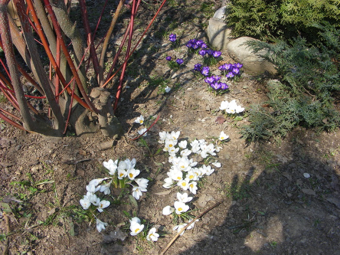 crocusi - flori si animale 2010