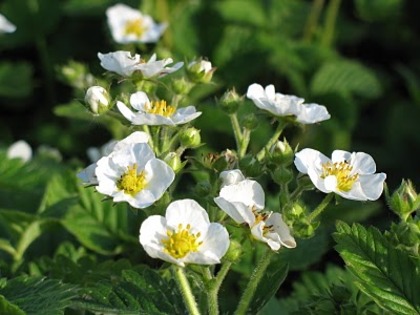 Spring Flowers_0 (6) - flori