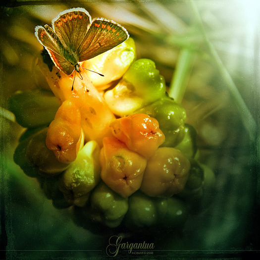 Gargantua_by_inObrAS