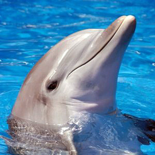 dolphin - diverse poze